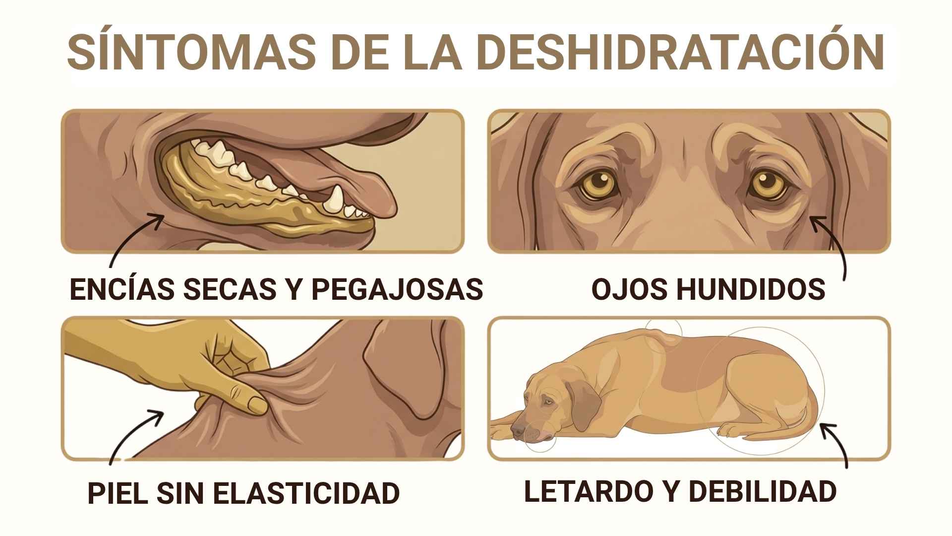 Sintomas de la deshidratacion en perros